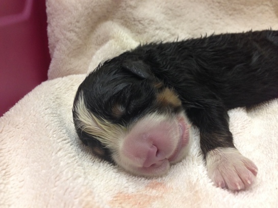 C-Section on Luna, Wasatch Canine Camp, WCC Berners